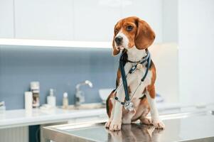 Conception of healthcare,,. Beautiful dog is sitting on the table in veterinary clinic photo