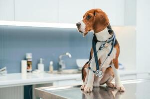 Conception of healthcare.., Beautiful dog is sitting on the table in veterinary clinic photo