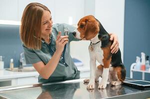 Using ,the ,,stethoscope. Woman veterinarian is with dog in the clinic photo