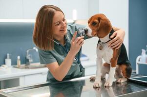Using the stethoscope. Woman ,veterinarian, is with dog in the clinic photo