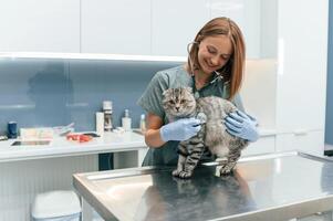 Animal, is, on, the table, using stethoscope. Scottish fold cat in the veterinarian clinic with female doctor photo
