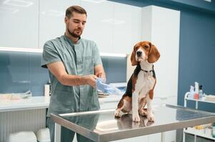 Animal is sitting on, the, table.. Dog in veterinarian clinic with male doctor photo