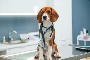 Conception, of healthcare. Beautiful, dog is sitting on the table in veterinary clinic photo