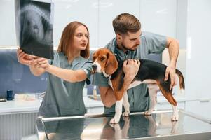 Holding the x-ray. Dog in veterinary, clinic ,with two doctors photo