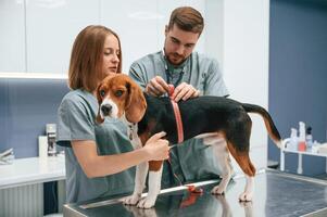 With, measuring ,,tape. Dog in veterinary clinic with two doctors photo