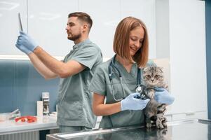 Professionals at work. Scottish fold cat in veterinary clinic with two doctors photo