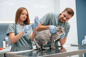 Professionals at work. Scottish fold cat ,in veterinary clinic with two doctors photo