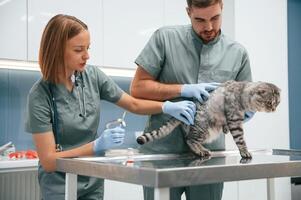 Scottish fold cat ,in, veterinary ,clinic with two doctors photo