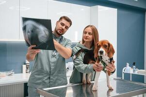 Looking at, x-ray, analyzing. Dog in veterinary clinic with two doctors photo