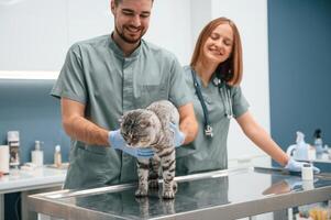 Scottish, fold cat ,in veterinary ,clinic with two doctors photo