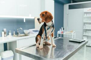 Beautiful dog ,,is sitting on the table in veterinary clinic photo