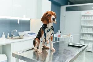 Beautiful dog is sitting, on the table in veterinary clinic photo