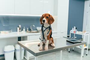 Beautiful, dog is sitting on the table in veterinary clinic photo
