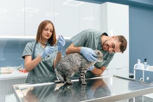 Scottish fold cat in veterinary, clinic with two doctors photo