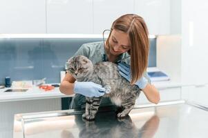 Animal is on the table, using, stethoscope. Scottish fold cat in the veterinarian clinic with female doctor photo
