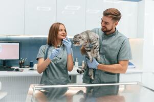 Scottish, fold, cat in veterinary clinic with two doctors photo