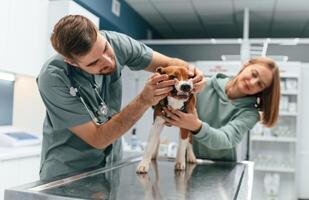 Front view, checking the teeth. Dog in veterinary clinic with two doctors photo
