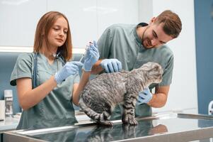 Professionals, at, work. Scottish fold cat in veterinary clinic with two doctors photo