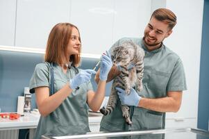 Professionals at, work. Scottish fold cat in veterinary clinic with two doctors photo
