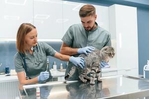 Scottish fold, cat in veterinary ,clinic with two doctors photo