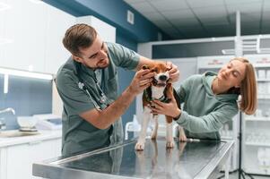 Front ,view, checking the teeth. Dog in veterinary clinic with two doctors photo