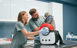 Taking out the animal from cute bag. Scottish fold cat in veterinary clinic with two doctors photo