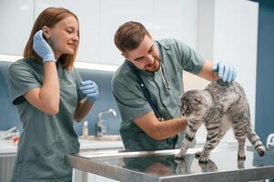 Professionals, at work. Scottish fold cat in veterinary clinic with two doctors photo