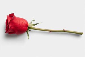 A single red rose on a white background photo