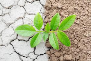 Small plant growing between dry and fertile soil photo