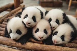 Group of adorable baby pandas resting together on a wooden platform photo