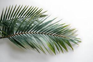 Fresh green palm leaf on an unmarked white background allowing for additional text. photo