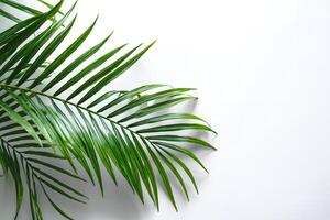 Elegant green palm leaf on a pristine white background, perfect for text display. photo
