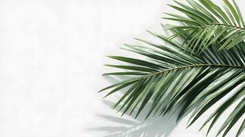 Bright green palm leaf displayed on a pristine white background, providing space for text. photo