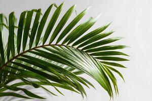 Stylish green palm leaf set against a clean white background with ample space for text. photo