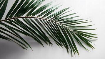 Beautiful green palm leaf located on a bright white surface, perfect for text insertion. photo