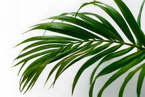 green palm leaf placed on a bright white background creating space for text. photo