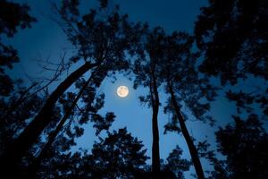 Dramatic silhouette of towering trees against the backdrop of a glowing full moon in the night sky. photo