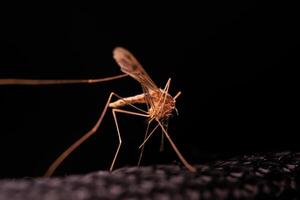 Mosquito on black background in macro, insect details on black photo