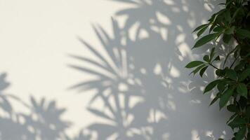 Soft botanical shadow overlay on wall, ideal for packaging, web banners, or magazine design. photo