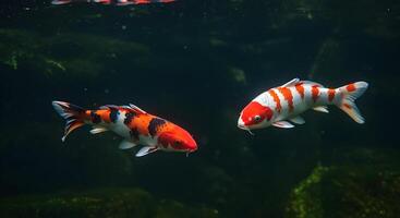 Colorful koi fish swimming gracefully in a serene pond surrounded by lush greenery photo