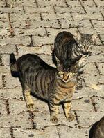Two tabby cats exploring a cobblestone path under bright sunlight in a quaint village photo