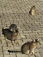 Four playful cats enjoying time on a sunny cobblestone street in a lively neighborhood photo