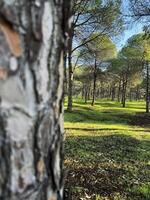 Tall pine trees create a tranquil atmosphere in a sunlit forest clearing photo
