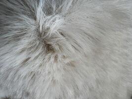 Soft and fluffy grey fur texture captured in natural light during daylight hours photo