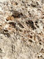 Rock formation with unique texture found on a sunny day near the coastline photo