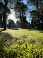 Mañana luz de sol filtros mediante arboles en un sereno bosque arboleda con besado por el rocío césped foto