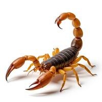 Close-up of a Posing Scorpion with Detailed Anatomy and Colors photo