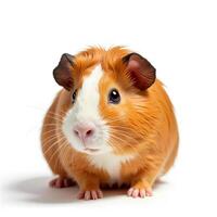 Adorable Guinea Pig with Fluffy Fur on White Background photo