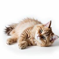 Cute fluffy cat with expressive eyes lying on white background photo