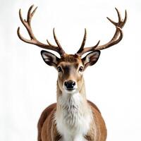 Majestic Deer with Antlers Against Neutral Background in Close-Up photo